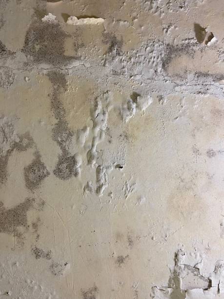 Best Crawl Space Mold Removal  in La Crescent, MN