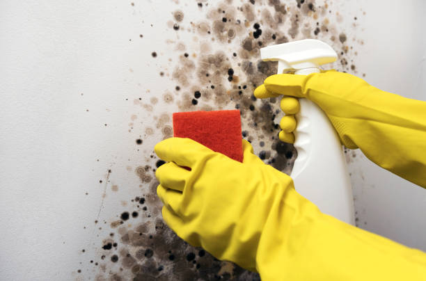 Office Mold Removal Services in La Crescent, MN