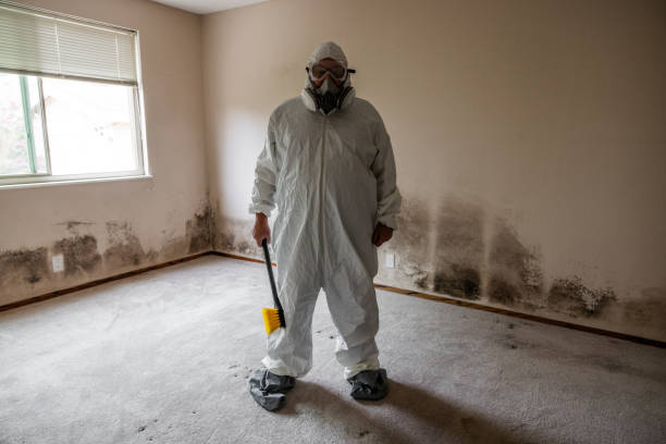 Best Toxic Mold Removal  in La Crescent, MN