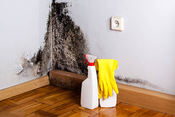 Best Mold Damage Repair  in La Crescent, MN