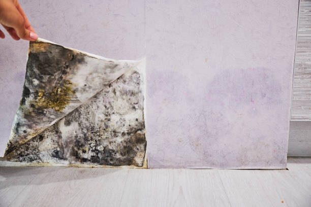 Best Black Mold Removal  in La Crescent, MN